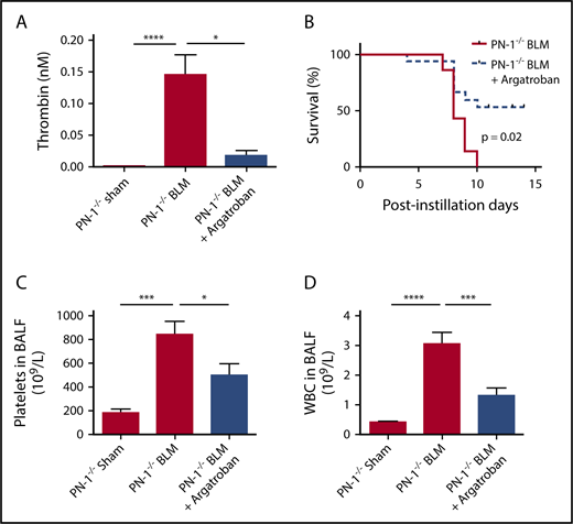 Figure 6. Protective effect of thrombin inhibition by argatroban in bleomycin-injured PN-1−/− mice. PN-1−/− mice were subjected to bleomycin-induced lung injury (BLM; 2 mg/kg) and treated daily with argatroban (9 mg/kg intraperitoneally) . (A) Thrombin activity was measured by a fluorometric method. Data (mean ± SEM; n = 9-11 per group) were analyzed by Kruskall-Wallis test with Dunn’s multiple comparison test. (B) Percentages of surviving PN-1−/− mice were plotted over a 14-day period. Log-rank test was used to compare the difference between PN-1−/− mice with BLM and PN-1−/− mice with BLM plus argatroban (PN-1−/− BLM: n = 10; PN-1−/− BLM + argatroban: n = 15; P = .02). The number of platelets (C) and WBCs (D) in BALFs were counted in the hemocytometer. Data (mean ± SEM; n = 6-9 per group) were analyzed by 1-way analysis of variance with Tukey’s multiple comparison test. *P < .05, ***P < .001, ****P < .0001.