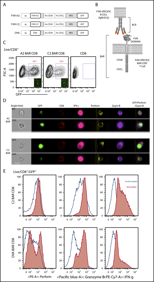 Figure 1. Design and properties of BARs. (A) Schematic representation of the BAR constructs containing FVIII-A2 or FVIII-C2 or OVA. (B) Representation of BAR-expressing T cells engaging with the antigen-specific B cell through their surface BCR. (C) Green fluorescent protein (GFP) expression levels in transduced mouse CD8 T cells at day 7. Inlet picture shows the fluorescent imaging of cells in culture 72 hours after transduction. (D) Single-cell imaging analysis and expression of CD8 on the surface and intracellular localization of GFP, interferon-γ (IFN-γ), perforin, and granzyme B (Gzym B) 6 hours after stimulation with anti-A2 or anti-C2 antibodies in the presence of protein transport inhibitor. Far right panel indicates the overlay of GFP, granzyme B, and perforin channels. (E) Flow cytometry analysis of C2-BAR and OVA-BAR CD8 T cells after stimulation with respective antibodies and increase in cytolytic granule proteins, such as granzyme B and perforin. Hu, human; IRES, internal ribosome entry site; PE, phycoerythrin.