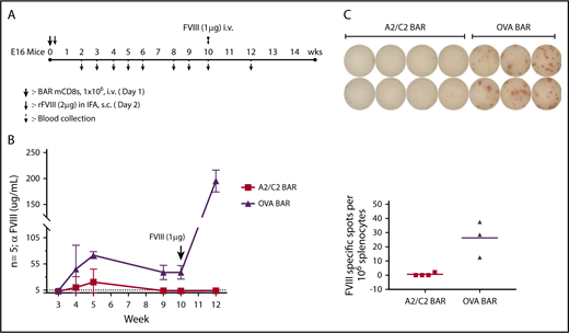 Figure 4. Effect of BAR CD8 T cells on the antibody response to FVIII in vivo. (A) Schematic diagram of immunization and sample collection with n = 5 per group of A2/C2-BAR– or OVA-BAR–injected animals. (B) Anti-FVIII concentrations in serum at different time points after injecting BAR T cells and FVIII immunization. P < .05 at weeks 4, 5, 9, and 10; P < .01 at week 12. (C) FVIII-specific IgG spot formation by naïve B cells isolated from mouse injected with A2/C2-BAR or phosphate-buffered saline upon coculture with FVIII (1 μg/mL) for 5 days (P = .0087). Bars indicate standard error. IFA, incomplete Freund’s adjuvant; rFVIII, recombinant FVIII; s.c., subcutaneously.