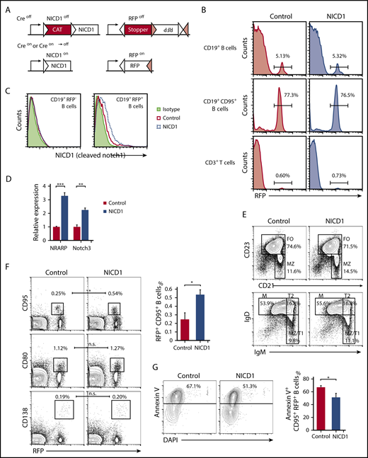 Figure 1. B-cell subsets and characteristics of the conditional mouse model harboring Notch1-activated mature B cells. (A) Schematic structure of the Tg and KI alleles of the Aicda-CreTg/−/conditional NICD1Tg/−/Rosa26-reporter RFPKI/WT mice (NICD1 mice). The NICD1 transgene is preceded by a transcriptional stopper (CAT) flanked by a pair of loxP sites (white triangles). The reporter RFP locus harbors 2 pairs of loxP sites (white and pink triangles) that are pairwise compatible. Constitutive expression of NICD1 and RFP was achieved via Cre-dependent recombination steps involving deletion of the stoppers and inversion of the RFP gene. (B) The percentage of RFP-expressing cells within the splenic CD19+ B-cell, CD19+CD95+ B-cell, and CD3+ T-cell populations of NICD1 mice and controls was evaluated by flow cytometry. (C) NICD1 protein expression in splenic CD19+RFP+ B cells and CD19+RFP− B cells from NICD1 mice and controls, as examined by intracellular flow cytometric analysis. (D) Expression of mRNA encoding NRARP and Notch3 in splenic CD19+RFP+ B cells isolated from NICD1 mice and controls, as evaluated by quantitative PCR. Expression levels are expressed relative to those detected in RFP+ B cells from control mice. (E) CD21 vs CD23 and IgM vs IgD profiles of splenic B220+CD19+ B cells from NICD1 mice and controls, as examined by flow cytometry. (F) RFP vs CD95 and CD80 profiles of splenic B220+CD19+ B cells, and RFP vs CD138 profiles of splenocytes from NICD1 mice and controls. (G) Flow cytometric analysis of apoptotic splenic CD19+CD95+ GC B cells from NICD1 mice and controls, as detected by staining for Annexin V and DAPI. In panels B and E-G, the mean percentage of cells from 3 individual mice per group is shown. In panels D and G, data in the bar graphs are expressed as the mean and standard error of the mean (SEM) from 3 individual mice per group. In panel D, **P < .01 and ***P < .001 (Tukey-Kramer test). In panels F-G, *P < .05 (Student t test). FO, follicular B cell; M, mature B cell; MZ, marginal zone B cell; T1, transitional 1 B cell; T2, transitional 2 B cell.