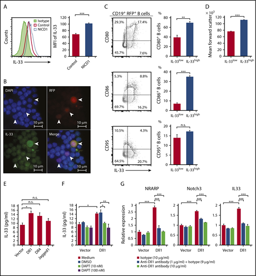 Figure 4. Production of IL-33 by B cells upon activation of Notch signaling. (A) IL-33 expression by splenic CD19+RFP+ B cells from NICD1 mice and controls, as examined by intracellular flow cytometric analysis. (B) Representative images of splenocytes of NICD1 mice immunofluorescently stained for IL-33 and RFP. Cells were stained for intracellular IL-33 and then cytospin slides prepared. Slides were then counterstained with DAPI. White arrowheads indicate RFP+ cells. (C) CD80, CD86, and CD95 expression profiles of splenic CD19+RFP+ B cells from NICD1 mice were compared between cells within the highest quartile and those within lower 3 quartiles of intracellular IL-33 expression. (D) Comparison of mean forward scatter of splenic CD19+RFP+ B cells from NICD1 mice between cells within the highest quartile and those within lower 3 quartiles of intracellular IL-33 expression. In panels C-D, the mean percentage of cells from 3 individual mice per group is shown. In panels A-D, data in the bar graphs are expressed as the mean and SEM from 3 individual mice. **P < .01 and ***P < .001 (Student t test). (E) IL-33 production by splenic CD19+ B cells from WT B6 mice stimulated with LPS in vitro and cultured in the presence of L cells expressing Dll1, Dll4, and Jagged1 was compared with that cultured in the presence of mock-transduced L cells. (F) Inhibition of Dll1-mediated IL-33 production by WT B cells upon addition of a Notch-signaling inhibitor, DAPT. Splenic CD19+ B cells from WT B6 mice were stimulated with LPS in vitro and cultured in the presence of L cells with or without Dll1 expression. (G) Dll1-mediated induction of NRARP, Notch3, and IL33 gene expression in WT B cells, as evaluated by quantitative PCR. Splenic CD19+ B cells from WT B6 mice were stimulated with LPS in vitro and cultured in the presence of L cells with or without Dll1 expression. Dll1-Notch signaling was inhibited by the addition of an anti–Dll1-blocking antibody. Expression levels are demonstrated relative to those detected in B cells cocultured with mock-transduced L cells and without a Dll1-blocking antibody. In panels E-G, data in the bar graphs are expressed as the mean and SEM from 3 independent experiments. (E) *P < .05 (Dunnett test). (F-G) *P < .05, **P < .01, and ***P < .01 (Tukey-Kramer test). DMSO, dimethyl sulfoxide; MFI, mean fluorescence intensity.