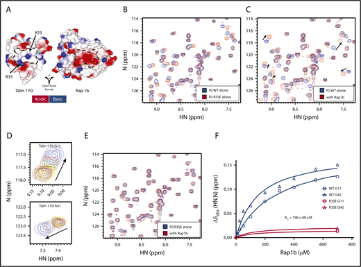 Figure 1. Biochemical characterization of the talin 1 R35E mutation to block binding to Rap1b. (A) Surface electrostatic potential of talin 1 F0 (left panel) and Rap1b (right panel) binding interface as open book view. The charge complementarity between the 2 proteins’ binding interface is represented by the dashed line. (B-E) 2D NMR 1H,15N-sfHMQC spectra (298K, 600 MHz) of 100 μM 15N-labeled talin 1 F0. (B) Free talin 1 F0 wild-type (blue) and R35E (red). Almost all peaks are in the same position, suggesting that THD(R35E) is well folded and has a fold similar to wild-type protein. (C) Talin 1 F0 wild-type (blue); with sevenfold excess Rap1b (red), specific chemical shift changes are observed and indicated by arrows. (D) Close-up view of the 10-step Rap1b titration for residues G11 and A41. (E) Talin 1 F0(R35E) (blue); in the presence of sevenfold excess Rap1b (red), minimal chemical shift changes are observed, showing that THD(R35E) drastically reduced interaction. (F) Titration curves for the interaction of talin 1 F0 wild-type (blue) or R35E (red) (100 μM) with increasing amounts of Rap1b (0-700 μM). Wild-type dissociation constants were measured for multiple residues, and binding curves are shown for G11 and G42 talin 1 F0 wild-type and mutant proteins. The F0(R35E) affinity for Rap1b was dramatically reduced (at 700 μM Rap1b, no binding was detected).