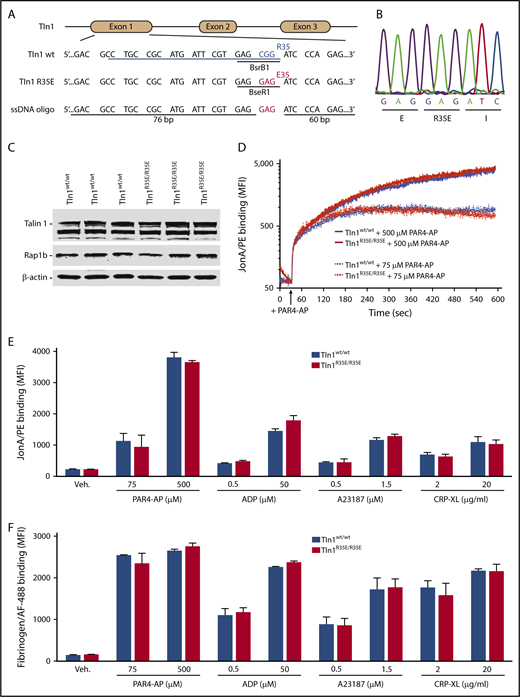 Figure 3. Platelets expressing talin 1(R35E) exhibit normal GPIIb-IIIa integrin activation. (A) Generation of mice expressing talin 1(R35E) mutant. (B) Sequencing chromatogram of the mutated region of Tln1(R35E) gene. (C) Expression of talin 1(R35E) mutant in platelets was assayed by western blotting. Results are representative of 3 independent experiments, n = 3 mice each time. (D-F) Normal GPIIb-IIIa integrin activation in Tln1R35E/R35E platelets. (D) Real-time GPIIb-IIIa activation assay. Jon/A-PE binding to washed platelets was recorded continuously for 10 minutes by flow cytometry. Jon/A antibody was added at the time of stimulation with 75 or 500 μM PAR4-AP (indicated by the arrow). Flow cytometry assay to measure binding of GPIX-labeled platelets in whole blood to Jon/A antibody (E) or washed platelets to fibrinogen (F) in response to agonist stimulation. Alexa Fluor 488–coupled fibrinogen and Jon/A-PE were added simultaneously with agonists for 10 minutes. Bar graphs represent MFI ± standard error of the mean (n = 4 mice, representative of ≥4 independent experiments).