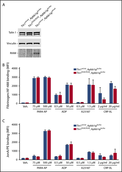 Figure 6. GPIIb-IIIa activation in Tln1R35E/R35E , Apbb1ipKO/KO (RIAM-null) platelets. (A) Western blot analysis of talin 1 and RIAM expression in platelets. Vinculin was used as a loading control. (B-C) Normal GPIIb-IIIa integrin activation in Tln1R35E/R35E, Apbb1ip−/− platelets. Flow cytometry assay to measure binding of washed platelets to fibrinogen (B) or GPIX-labeled platelets in whole blood to Jon/A antibody (C). Bar graphs represent MFI ± SEM (n = 4 mice, representative of 2 independent experiments).