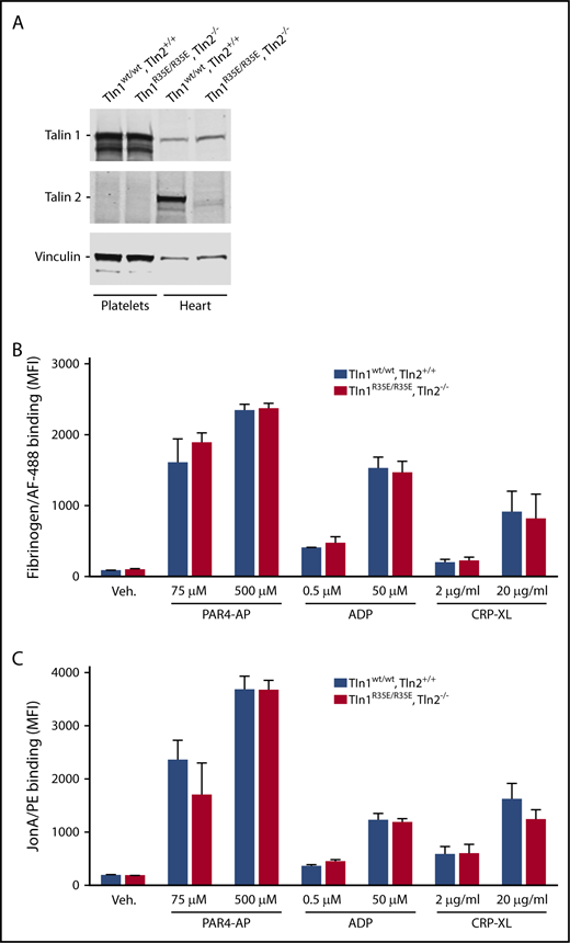Figure 7. GPIIb-IIIa activation in Tln1R35E/R35E , Tln2−/− platelets. (A) Western blot analysis of talin 1 and talin 2 expression in platelets and heart. Vinculin was used as a loading control. Talin 2 is not expressed in platelets. (B-C) Normal GPIIb-IIIa integrin activation in Tln1R35E/R35E, Tln2−/− platelets. Flow cytometry assay to measure binding of washed platelets to fibrinogen (B) or GPIX-labeled platelets in whole blood to Jon/A antibody (C). Bar graphs represent MFI ± SEM (n = 3 mice, representative of 2 independent experiments).