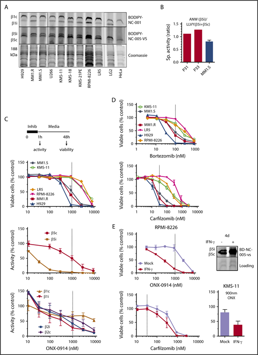 Figure 1. Effect of ONX-0914 on MM cells. (A) Expression of immunoproteasomes in MM cell lines as determined by the activity-based probes. Immortalized B-cell line LG2, which expresses high levels of immunoproteasomes, and HeLa cells, which express little or no immunoproteasomes were used as references (n = 2). (B) Cleavage rates of β5i-specific substrate Ac-ANW-amc and of β5c and β5i substrate Suc-LLVY-amc were measured in extracts of primary MM cells isolated from relapsed/refractory patients using EasySep Human CD138 Positive Selection Kit II (STEMCELL Technologies, Catalog #18357), and ANW:LLVY ratio was used as readout of relative β5i expression. (C) ONX-0914 is cytotoxic to MM cells. Top: cells were treated with ONX-0914 for 1 hour followed by Alamar Blue assay 47 hours later (n = 2-3; see supplemental Table 1 for exact number of cells for each cell line). In a parallel experiment, proteasome inhibition was measured by site-specific fluorogenic substrates (middle graph) or activity-based probes (bottom graph) immediately after 1-hour treatment with ONX-0914 (n = 4). Dashed line indicates in vivo relevant inhibition (eg, concentration that causes ≥95% of β5i and ∼50% of β5c inhibition similar to maximal tolerated dose in vivo18). (D) Clinically relevant concentrations of bortezomib or carfilzomib (n = 2-3) have cytotoxicity similar to that of ONX-0914. Dashed lines indicate clinically relevant doses. Except for KMS-11 (n = 5), bortezomib data are from Figure 1 of Shabaneh et al.25 (E) IFN-γ treatment increases the sensitivity of MM cells to ONX-0914, but not to carfilzomib. Cells were treated with IFN-γ for 5 days and then treated with ONX-0914 (upper left and bottom right) or carfilzomib (bottom left) as in panel C. Upper right panel shows increase in β5i activity after 4 days as measured by BODIPY-NC-005-VS (n = 2-3). Sp., specific.