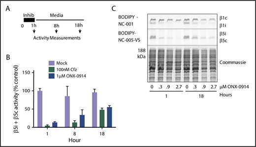 Figure 2. ONX-0914 treated cells upregulate β5c. (A) RPMI-8226 cells were treated as shown. At times indicated, either total β5 (β5i + β5c) activity was measured with Suc-LLVY-amc (n = 2) (B) or individual subunits were measured with ABPs (n = 2) (C).