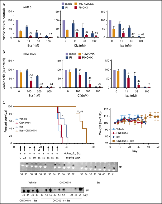 Figure 4. ONX-0914 is synergistic with FDA-approved inhibitors. (A-B) ONX-0914 is synergistic with bortezomib (Btz), carfilzomib (Cfz), and ixazomib (Ixa) in MM1.S (A) and RPMI-8226 (B) cells (n = 2). Numbers on the graph are CIs. (C) ONX-0914 and bortezomib have synergistic activity in orthotopic mouse model of MM. NSG mice (6 per group) were injected intravenously with MM1.S cells and then treated as shown. Weight at euthanasia is not included on the right graph because animals lose weight as a result of disease progression. Error bars indicate standard error of the mean. Bottom: 1 µL of serum samples was assayed for human Igλ by western blot. The latest sample was taken at euthanasia. *P < .05 when compared with vehicle group; **P < .005 when compared with vehicle group; ##P < .005 when compared with bortezomib only group. PI, proteasome inhibitor.