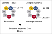 Graphical abstract for: An inhibitor of proteasome β2 sites sensitizes myeloma cells to immunoproteasome inhibitors;