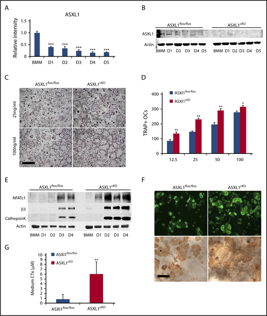 Figure 1. ASXL1 deletion in myeloid lineage cells promotes osteoclastogenesis. (A) Six- to 8-week-old WT BMMs were exposed to M-CSF and RANKL (50 ng/mL) for 5 days. ASXL1 mRNA expression was determined by qPCR. One-way ANOVA was used to determine statistical differences. Data are represented as + standard deviation (SD). ***P < .001 relative to BMM control. (B) ASXL1flox/flox and ASXL1cKO BMMs were cultured with M-CSF + RANKL (50 ng/mL) for 5 days. ASXL1 protein was determined by immunoblot. (C) Representative image showing ASXL1flox/flox and ASXL1cKO BMMs cultured in M-CSF and RANKL (25 ng/mL and 100 ng/mL) for 5 days, after which cells were stained for TRAP activity. The images were captured using Nikon Eclipse E400 upright microscope. Scale bar represents 400 μm. (D) TRAP positive osteoclasts were then counted. Unpaired nonparametric Student t test was used to determine statistical differences. Error bars represent + SD; *P < .05, **P < .01 in comparison with their respective controls. (E) ASXL1flox/flox and ASXL1cKO BMMs were cultured with M-CSF and RANKL (50 ng/mL) for 4 days. Total cell lysate was collected with time. Osteoclast differentiation proteins were determined by immunoblot. (F) ASXL1flox/flox and ASXL1cKO BMMs were cultured with M-CSF and RANKL (100 ng/mL) on bovine bone slices. After 5 days, the cells were stained with Alexa-Fluor-546-phallodin to visualize the actin rings (top). The images were captured on the green channel of Nikon Eclipse E400 upright microscope. Following removal of the transduced osteoclasts, resorption pits were visualized by wheat germ agglutinin-lectin staining (bottom). Scale bar represents 100 μm. (G) ASXL1flox/flox and ASXL1cKO BMMs were cultured with M-CSF and RANKL (100 ng/mL) for 6 days on bovine bone slices. Conditioned medium was assayed for CTx (6 bone slices were used for both genotypes). Error bars represent + SD; **P < .01. All experiments were conducted at least 3 times.