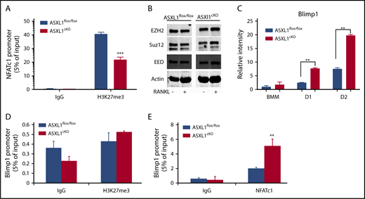 Figure 4. Increased pro-osteoclastogenic transcription factors in ASXL1-deficient osteoclasts. (A) ASXL1flox/flox and ASXL1cKO BMMs were exposed to M-CSF and RANKL (50 ng/mL) for 2 days. H3K27me3 binding to NFATc1 response element in the NFATc1 promoter was determined by ChIP assay. Immunoglobulin G (IgG) served as a control. (B) ASXL1flox/flox and ASXL1cKO BMMs were cultured in M-CSF and RANKL (50 ng/mL) for 1 day. PRC proteins were determined by immunoblot. Actin served as loading control. (C) ASXL1flox/flox and ASXL1cKO BMMs were cultured in the presence of M-CSF and RANKL (50 ng/mL). RNA was harvested on days 1 and 2 of RANKL stimulation, and Blimp1 mRNA abundance was determined by qPCR. (D) ASXL1flox/flox and ASXL1cKO BMMs were exposed to M-CSF and RANKL (50 ng/mL) for 2 days. H3K27me3 binding to Blimp1 promoter was determined by ChIP assay. IgG served as control. (E) ASXL1flox/flox and ASXL1cKO BMMs were exposed to M-CSF and RANKL (50 ng/mL) for 2 days. NFATc1 binding to Blimp1 promoter was determined by ChIP assay. IgG served as control. n = 3 independent experiments from 10- to 12-week-old male mice. Two-way ANOVA was used for statistical analysis. Error bars represent + standard error of the mean; **P < .01, ***P < .001.