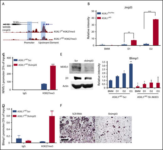 Figure 5. Loss of H3K27me3 in ASXL1-deficient osteoclasts is mediated by Jmjd3. (A) H3K27me3 peaks at individual loci (highlighted blue bar) on Jmjd3 promoter; WT (ASXL1flox/flox) and KO (ASXL1cKO). (B) ASXL1flox/flox and ASXL1cKO BMMs were cultured in the presence of M-CSF and RANKL (25 ng/mL). RNA was harvested on days 1 and 2 of RANKL stimulation, and histone H3 Lys 27 (H3K27) demethylase Jmjd3 mRNA abundance was determined by qPCR. Unpaired nonparametric Student t test was used for statistical analysis. Error bars represent + SD; **P < .01, ***P < .001. (C-D) ASXL1cKO BMMs, transduced with scr or Jmjd3 short hairpin RNA (shRNA), were exposed to M-CSF and RANKL (25 ng/mL) for 2 days. H3K27me3 binding to NFATc1 promoter (C) and Blimp1 promoter (D) was determined by ChIP assay. IgG served as control. n = 2 independent experiments from 10- to 12-week-old male mice. Two-way ANOVA was used for statistical analysis. Error bars represent + standard error of the mean; ***P < .001. (E) ASXL1cKO BMMs, transduced with scr or Jmjd3 shRNA, were exposed to M-CSF and + RANKL for 3 days. Expression of osteoclast differentiation proteins NFATc1 and β3 integrin was determined by immunoblot (left) and Blimp1 by qPCR (right). n = 3 independent experiments from 8-week-old male mice. One-way ANOVA was used for statistical analysis. Error bars represent + SD; *P < .05, **P < .01. (F) ASXL1cKO BMMs, transduced with scr or shRNA for Jmjd3, were exposed to M-CSF and + RANKL for 5 days and stained for TRAP activity. Images were captured on Nikon Eclipse E400. Scale bar represents 400 μm.