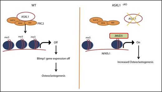 Figure 6. Schematic representation for role of ASXL1 in regulating osteoclastogenesis. ASXL1 binds to PRC2 proteins to methylate promoters of key osteoclast differentiation genes such as NFATc1 and regulate their expression (left). Absence of ASXL1 prevents PRC2-mediated histone methylation (right). Jmjd3, specific demethylase for H3K27me3 in turn removes K27 methyl groups from promoters such as NFATc1, resulting in increased osteoclastogenesis.