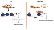 Graphical abstract for: ASXL1 impairs osteoclast formation by epigenetic regulation of NFATc1;