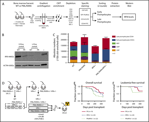Figure 1. IRF8 is downregulated by PML/RARA in preleukemic promyelocytes and acts as a tumor suppressor in PML/RARA-driven APL. (A) Details of the experimental strategy used to investigate IRF8 protein levels in highly purified populations of sorted promyelocytes, in the presence or absence of PML/RARA. (B) Western blot analysis of IRF8 in sorted early and late promyelocytes of PML/RARA mice. Total spleen from WT animals was loaded as a positive control. IRF8 is detected at a size band of 48 kDa. Actin loading control is detected at a size band of 42 kDa. Images were obtained on LI-COR scanner. (C) Enumeration of c-Kit+ progenitor populations in the BM of PML/RARA, Irf8−/−, and PML/RARA Irf8−/− mice (n = 3 for each group). Error bar represents mean ± standard error of the mean. (D) Mating strategy used to investigate kinetics of APL initiation in PML/RARA, Irf8−/−, and PML/RARA Irf8−/− backgrounds. (E-F) Overall (E) and acute (F) leukemia-free survival of lethally irradiated recipients of BM from young PML/RARA, Irf8−/−, and PML/RARA Irf8−/− donor mice. Leukemia-free survival in the PML/RARA Irf8−/− cohort was shorter than that of the PML/RARA cohort (P = .03, Gehan-Breslow-Wilcoxon test). APC, allophycocyanin; CMP, common myeloid progenitor; GMP, granulocyte/macrophage progenitor; FITC, fluorescein isothiocyanate; MEP, megakaryocyte-erythrocyte progenitor; PE, phycoerythrin; PR, PML/RARA.