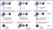 Graphical abstract for: Identification of IRF8 as a potent tumor suppressor in murine acute promyelocytic leukemia;