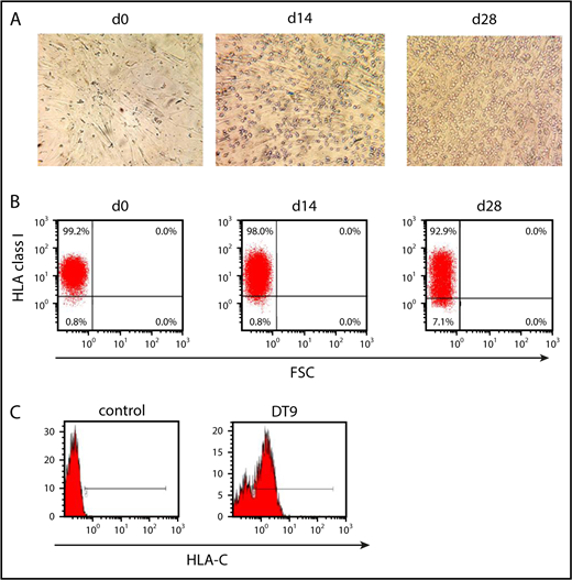 Figure 3. Expression of HLA class I on the cell surface of MSCs during in vitro NK cell development. (A) Representative micrographs (original magnification ×100)depicting the morphology of MSCs during NK cell differentiation from day 0 to day 28. MSCs keep their typical extended shape and are found in close contact with developing NK cells. (B) HLA class I expression on the surface of MSCs at the start and after 2 and 4 weeks of culture using the pan–HLA class I antibody W6/32. Gating was performed on the basis of a control staining with secondary antibody only. (C) Expression of HLA-C on MSCs at day 14 using isotype control (left panel) and FITC-conjugated HLA-C–specific monoclonal antibody DT9 (right panel).