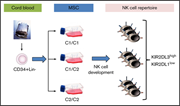 Graphical abstract for: NK cell development in a human stem cell niche: KIR expression occurs independently of the presence of HLA class I ligands;