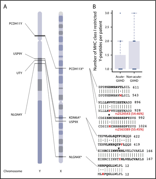 Figure 4. Paralogous X-Y mismatching explains acute GVHD risk in male recipients with female donors. (A) Six missense variants on the Y chromosome are exclusive to sex-mismatched male patients with acute GVHD. These variants correspond to 9 variant peptides, which are restricted to 4 genes. Genomic positions for PCDH11Y, USP9Y, UTY, and NLGN4Y are shown with dotted lines to paralogous genes on the X chromosome. Protein coding sequence alignments indicating identity matches (bars) and mismatches (dots) are shown for regions that contain individual variant residues (red) and peptides with high-affinity prediction (bold). Ending amino acid coordinates are given to the right of each sequence alignment. Two male-specific variants are named biallelic polymorphisms rs2524543 and rs2563389 with minor allele frequencies 46% and 45%, respectively (red). Note the predicted cleavage sites (black triangles) created by coding variants in PCDH11Y and USP9Y. *For clarity, other alternative cleavage sites are not shown (see Figure 4 for details), and chromosome X is shown in reverse (3′) orientation. (B) The number of predicted high-affinity binding peptides per patient in male-to-male allogeneic HCT recipients with and without acute GVHD.