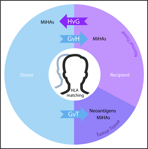 Figure 5. MiHAs contribute to the therapeutic benefits and adverse effects of allo-HCT. In the donor-to-recipient direction, germline-encoded variant peptides (some of which may be presented by recipient HLA molecules) are expressed on both normal and tumor tissue and thus may contribute to GVT or graft-versus-host (GvH) effects. Tumor-specific somatic mutations that encode immunoreactive neoantigens contribute to GVT. In the recipient-to-donor direction, MiHAs may have host-versus-graft (HvG) effects in various clinical contexts leading to rejection in HCT and solid organ transplant (SOT) or miscarriage in pregnancy. Matching of HLAs reduces alloreactive responses from donor or host immune systems in transplantation settings. With cord blood HCT, HLA matching is usually performed at fewer (6) loci. This model does not fully illustrate the genomic and immunological complexities of graft predominance with multiple unit infusion. With haploidentical pairs, GvH effects in the recipient are controlled nongenetically with prophylaxis. Predictable patterns of germline inheritance determine match rates at HLA (4/8) and MiHAs (50%) with consequent effects on GVT. The presence and therapeutic benefit of neoantigens (because they are not heritable) are predicted to be independent of graft source.