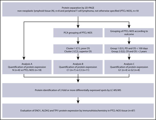 Figure 1. Study design and flowchart of the analyses. Initially proteins in all samples were separated using 2D-PAGE. PTCL-NOS cases were dichotomized according to PCA and clinical outcome in C1 vs C2 and G1 vs G2, respectively. Differential protein expressions were compared in: analysis A, PTCL-NOS (n = 18) vs N (n = 8); analysis B, PCA defined clusters C1 (n = 7) vs C2 (n = 11); and analysis C, PTCL-NOS patients with primary refractory disease (G1) with survival <100 days (n = 4) vs PTCL-NOS patients with chemosensitive disease and survival >2 years (G2) (n = 8). In the latter analysis, 6 cases were omitted for failing to fulfill the defined criteria of treatment response. Spots with ≥twofold differential expression were excised, and protein identifications were performed by liquid chromatography tandem mass spectrometry (LC-MS/MS). ENO1, TPI1, and ALDH2 protein expression was assessed in a larger cohort of PTCL-NOS patients (n = 87) by IHC and digitally quantified using digital image analysis on TMA cores. ALDH2, aldehyde dehydrogenase 2, mitochondrial; CR, complete remission; N, nonneoplastic tissue; TPI1, triosephosphate isomerase.