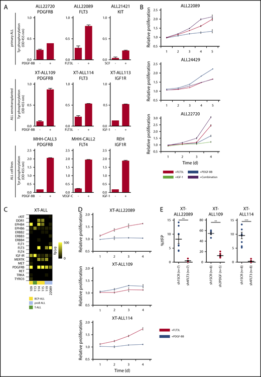 Figure 2. Distinct RTKs determine growth and survival of ALL. (A) Tyrosine phosphorylation of RTKs in primary ALLs, XT-ALLs, and ALL cell lines before and after ligand stimulation determined by quantitative sandwich ELISA. Mean values (plus or minus range) of technical duplicates are shown. Experiments were reproduced independently using biological replicates with similar results except for primary ALL due to limited material. (B) MTT assay of primary ALL cells after stimulation with RTK-specific ligands. Relative proliferation over time (days) normalized to nonstimulated controls. Combination: Simultaneous application of ligands FLT3L, platelet-derived growth factor β chain homodimer (PDGF-BB), and IGF-1 according to surface expression of corresponding RTK in individual ALL. Assays were performed in triplicate. Mean values plus or minus SD are shown. (C) Heat map of RTK expression in a panel of established XT-ALLs determined by ELISA. Color scale bar indicates absolute amount of protein (femtograms) per microgram of protein lysate. (D) Proliferation of selected XT-ALL under FLT3 or PDGF-BB stimulation over time normalized to nonstimulated control using MTT assay. Mean values plus or minus SD are shown. (E) In vivo growth and survival of PDX-ALLs (XT-ALL22089, XT-ALL109, XT-ALL114) upon FLT3 (sh4FLT3) or PDGFRB (sh2PDGF)-directed RNAi compared with scrambled shRNA (sh1SCR). Dot plots represent mean percentage plus or minus SD of YFP-reporter positive XT-ALL cells in bone marrow of euthanized animals at the onset of overt clinical disease 6 to 8 weeks after transplantation. Competitive leukemia cell engraftment and progression of disease were monitored by YFP reporter fluorescence of shRNA-expressing target cells in peripheral blood in relation to the total human CD45+ leukemia population (supplemental Figure 4E-F). Number of mice per cohort is indicated. Mean values plus or minus SD are shown (2-tailed Mann-Whitney U test; **P < .01; ***P < .001). BCP-ALL, B-cell precursor ALL; SCF, stem cell factor; VEGF, vascular endothelial growth factor.