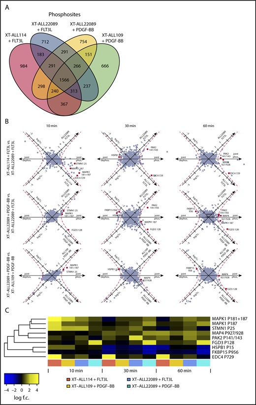 Figure 3. RTK-activation induced phosphoregulation in PDX-ALLs. (A) Venn diagram depicting total number and overlap of phosphosites identified by tandem MS/MS of XT-ALL114 cells stimulated with FLT3L, XT-ALL22089 cells stimulated with PDGF-BB or FLT3L, and XT-ALL109 cells stimulated with PDGF-BB, respectively. Data were combined from triplicate experiments each comprising all time points of stimulation. (B) Visualization of FLT3L and PDGF-BB induced phosphoregulation over a time course using a log2-transformed scale in 9 pairwise comparisons with varying cellular context. Axis denotes direction of phosphoregulation. Red dashed line corresponds to geometric mean of log scale fold-changes > 1; red dots represent regulated phosphosites with similar regulation in 3 of 9 comparisons. (C) Heat map visualizes fold-change of phosphoregulation of red marked phosphosites from panel B. Log f.c., logarithmic fold-change.
