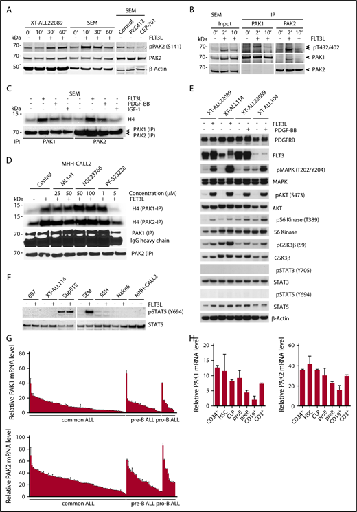 Figure 4. Expression and activity of group I PAKs in ALL. (A) Immunoblot analysis of PAK2 S141 phosphorylation in XT-ALL22089 and SEM cells after FLT3L stimulation or pharmacological inhibition of FLT3 with PKC412 or CEP-701 compared with solvent control. PAK2 S141 phosphorylation was observed in additional FLT3-expressing XT-ALLs and ALL cell lines (supplemental Figure 7G-H). β-actin served as loading control. (B) Immunoprecipitation (IP) of PAK1 vs PAK2 and phosphoimmunoblot analysis of pT402/432 in catalytic domains of PAK2 and PAK1, respectively. SEM cells were stimulated with FLT3L and harvested at indicated times. Pull-down efficiencies were determined by PAK1/PAK2–directed immunoblot analysis. Input control using approximately one-tenth of protein lysate. Arrowheads mark specific PAK isoforms. (C) Growth factor (FLT3L, PDGF-BB, IGF-1) stimulation leads to activation of PAK1 and PAK2 in SEM cells as demonstrated by IVK assay using H4 as substrate. (D) IVK assay after PAK1 or PAK2 IP in FLT3L-stimulated MHH-CALL2 cells treated with CDC42 inhibitor ML141, RAC1 inhibitor NSC23766, and FAK inhibitor PF-573228 at indicated concentrations compared with nonstimulated, untreated control. (E) Phosphoimmunoblot of growth factor induced canonical signaling pathways including MAPK, AKT, S6 kinase, GSK3β, STAT3, and STAT5 in 3 distinct XT-ALLs. β-actin served as loading control. (F) Phosphoimmunoblot of STAT5 activation (pY694) in various ALL models upon FLT3L stimulation. Total STAT5a/b served as loading control. (G) Mean relative expression plus or minus SD of PAK1 and PAK2 transcripts in primary B-cell precursor ALLs (n = 122) was determined by RT-PCR normalized toward β2-microglobulin. (H) In analogy to panel G, mean relative expression of PAK1 and PAK2 transcripts plus or minus SD in HSCs, lymphopoietic precursors (CLP, pro-B, pre-B), mature peripheral blood CD19+ B cells, and CD3+ T cells. CD34+ hematopoietic stem/precursor cells were purified from umbilical cord blood (refer also to supplemental Figure 1D). mRNA, messenger RNA.