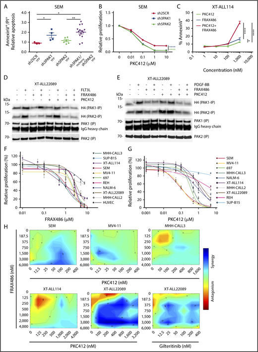 Figure 5. Inhibition of group I PAKs causes cytotoxicity in various ALL and shows synergism with FLT3 inhibition in FLT3-driven ALL. (A) Apoptosis of pro-B SEM cells under PAK-directed tetracycline-induced RNAi. Mean fold-change plus or minus SD of apoptosis is shown in YFP+ shPAK1- or shPAK2-expressing single-cell clones vs mCherry and YFP double-positive shPAK1 and shPAK2–coexpressing cells compared with shSCR-YFP (scrambled RNA) control (also see supplemental Figure 8G-I). shRNA sequences are listed according to indicated shRNA number in supplemental Methods. Mann-Whitney U test; *P ≤ .05; **P < .01. (B) Proliferation of pro-B SEM cells under treatment with titrated concentrations of midostaurin (PKC412) and simultaneous PAK1 or PAK2-directed RNAi compared with shSCR control shown by MTT assay. (C) Apoptosis of FLT3WT-dependent XT-ALL114 under treatment with titrated concentrations of ATP-competitive group I PAK inhibitor FRAX486 or midostaurin (PKC412) and combination of both at equimolar concentrations. Early apoptosis measured by annexin V FACS analysis (also see supplemental Figure 9I). (B-C) Two-way ANOVA test; *P < .05; **P < .01; ****P < .0001). (D-E) Analysis of PAK1 and PAK2 activities in FLT3D835H and PDGFRBWT coexpressing XT-ALL22089 under ligand stimulation (D, FLT3L; E, PDGF-BB) and treatment with FRAX486 or PKC412 or a combination of FRAX486 and PKC412 using radioactive IVK with H4 as kinase substrate after PAK1/2 IP. (F-G) MTT assays depicting pharmacosensitivities of genetically distinct BCP-ALL including XT-ALL and ALL lines toward FRAX486 (F) and midostaurin (PKC412) (G). FLT3ITD-carrying monocytic MV4-11 and endothelial HUVEC cell lines included as controls. Mean plus or minus SD of technical triplicates is given. Biological replicates yielded similar results. (H) Synergism between FRAX486 and midostaurin (PKC412) or gilteritinib in different FLT3-dependent leukemia models. Color bar represents degree of synergism vs antagonism. Assay was based on IC50 measurements of leukemia cells exposed to single drug. Synergy plots were generated using the Combenefit tool.18