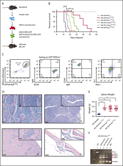 Figure 1. Mll-Af4 and mutant N-RasG12D cooperate to generate an aggressive and serially transplantable B-ALL. (A) Strategy for generation of cells harboring both Mll-Af4 and mutant N-Ras by retroviral transduction. (B) Kaplan-Meier survival curves of primary, secondary, and tertiary leukemias. LSKs from 2 independent Mll-Af4 donor mice were transformed (n ≥ 5 for each donor). Mll-Af4/MIG controls did not develop disease 160 to 200 days after transplant when mice were euthanized and assessed for leukemic involvement with ≤5% detectable leukemic cells in peripheral blood or bone marrow at time of euthanization (data not shown). Secondary and tertiary leukemias were generated from injection of 100 000 primary leukemia cells (n ≥ 4 for all groups). (C) Pro-B cell (B220+Cd43+IgM−) immunophenotype of primary leukemias. (D) Histology (hematoxylin and eosin stain) of bone marrow (i), spleen (ii), liver (iii), and central nervous system (iv) from primary B-ALLs (scale bars, 200 μm). Insets show higher-magnification views (scale bars, 50 μm). (E) Spleen weights in primary (n = 10), secondary (n = 26), and tertiary (n = 19) Mll-Af4/N-RasG12D leukemic mice from ≥3 independent transplant experiments generated from 3 independent Mll-Af4 donors. Spleens from Mll-Af4/MIG (n = 12) generated from 3 independent donor mice were harvested at 160 to 200 days posttransplant. (F) Polymerase chain reaction detection of immunoglobulin rearrangement in genomic DNA from Mll-Af4/N-RasG12D preleukemic cells and in the spleen and bone marrow of primary leukemias. ***P < .001, *P < .05.