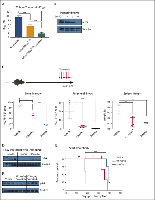 Figure 2. In vitro and in vivo sensitivity of Mll-Af4/N-RasG12D B-ALLs to MEK inhibition. (A) Mll-Af4/N-RasG12D and Mll-Af4/MIG preleukemic cells were treated with trametinib for 72 hours, and cell viability was measured by 4′,6-diamidino-2-phenylindole staining by flow cytometry. All experiments were conducted in triplicate, and data are represented as a percentage of dimethyl sulfoxide controls. (B) Phospho-Erk and total Erk protein levels of Mll-Af4/N-RasG12D mice treated with trametinib for 24 hours. (C) Leukemic burden in bone marrow, as measured by double-positive cells, white blood cell counts, and spleen weights of mice injected with 1000 secondary Mll-Af4/N-RasG12D leukemic cells and treated in vivo once daily for 7 days, by oral gavage, with vehicle or trametinib (0.5 mg/kg or 1 mg/kg) 14 days after injection (red arrows). (D) Phospho-Erk levels in leukemic bone marrow cells (sorted for tdTomato and GFP double positivity) in mice treated for 7 days with trametinib by oral gavage or vehicle controls. (E) Kaplan-Meier survival plot of prolonged treatment with trametinib. (F) Phospho-Erk levels of leukemic cells from the bone marrow of mice on short-term (ST; 7 days), long-term (LT; ≥20 days), or prolonged treatment with trametinib (1 mg/kg) or from vehicle controls (from Figure 1E). For all in vivo experiments, n ≥ 4 mice per group. Data are representative of ≥3 independent treatment experiments. ***P < .001, **P < .01.