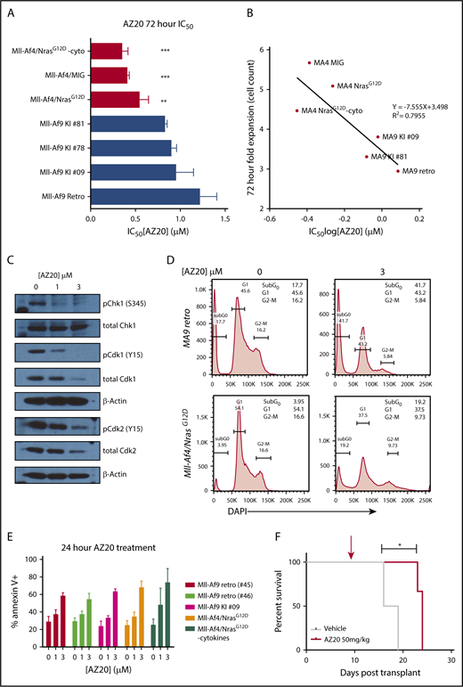 Figure 3. Sensitivity of Mll-Af4/N-RasG12D B-ALLs to Atr inhibition. (A) IC50 summary of 72-hour treatment of Mll-Af4 B-ALLs vs Mll-Af9 AMLs. Mll-Af4/N-RasG12D preleukemic cells, Mll-Af9 primary leukemias from retroviral models (Retro), and Mll-Af9 knock-in mice (KI) were treated with AZ20, as previously described. One-way ANOVA analyses were conducted to calculate multivariate significance between MLL-r B-ALLs and MLL-r AMLs. (B) Correlation of mouse model line IC50 values treated with AZ20 and fold expansion of cell lines at 72 hours. Fold expansion is expressed as a ratio of total cell count in dimethyl sulfoxide (DMSO) controls to initial plating. (C) Phospho- and total Chk1 (S345), Cdk1 (Y15), and Cdk2 (Y15) immunoblotting of Mll-Af4/N-RasG12D preleukemic cells treated for 24 hours with 0, 1, or 3 μM AZ20. (D) Representative cell cycle plots for representative primary murine Mll-Af9 AMLs generated by retroviral transformation (#45) and preleukemic Mll-Af4/NrasG12D B-ALLs treated for 24 hours with DMSO and 3 μM AZ20. The plots are representative of ≥3 independent experiments. (E) Annexin V+ Mll-Af9 AMLs and Mll-Af4 B-ALLs were treated for 24 hours with 0, 1, or 3 μM AZ20. (F) Treatment of secondary leukemias with 50 mg/kg AZ20 alone, 7 days after transplant (red arrow), extended the survival of treated mice. All in vitro data are representative of n ≥ 5 independent treatment experiments. For in vivo treatment experiments, n ≥ 4 mice per group were used. ***P < .001, **P < .01, *P < .05.