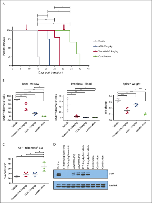 Figure 5. In vivo antileukemic efficacy of dual inhibition of MEK and ATR in Mll-Af4/N-RasG12D B-ALL. (A) Kaplan-Meier survival plot of mice transplanted with 1000 secondary B-ALL cells and treated with vehicle, single-agent trametinib (0.5 mg/kg), single-agent AZ20 (50 mg/kg), or the combination. Treatment of mice began 7 days posttransplant (single red arrow) and was sustained throughout the experiment. In the combination-treatment cohort, treatment was suspended on day 32 posttransplant (double red arrows). (B) Leukemia burden, measured by double positivity of GFP and tdTomato, was assessed in several hematopoietic tissues of mice treated for 14 days after detectable engraftment of leukemic cells in the peripheral blood. (C) Apoptosis, as measured by Annexin V+, in double-positive leukemia cells of mice treated with trametinib, AZ20, or the combination. (D) Phospho-Erk levels in sorted leukemia cells from mice treated with a combination of MEK and ATR inhibitors. The data are representative of 3 independent treatment experiments with 2 different leukemias derived from independent donors (supplemental Figures 8 and 9). ***P < .001, **P < .01, *P < .05.
