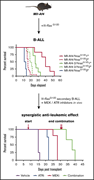 Graphical abstract for: Inhibition of MEK and ATR is effective in a B-cell acute lymphoblastic leukemia model driven by <em>Mll-Af4</em> and activated <em>Ras</em>;