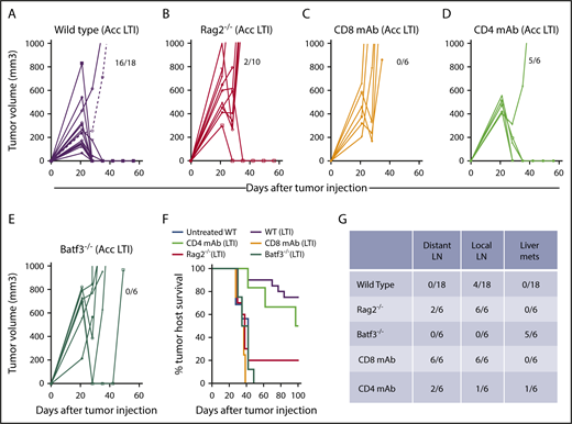 Figure 2. Accelerated LTI is ineffective in immunodeficient Rag2−/− mice, mice depleted of CD8+ T cells, and Batf3−/− mice lacking antigen cross-presenting CD8+ and CD103+ DCs. Mice were injected with 2 × 105 lymphoma cells to induce subcutaneous tumors in the flank. Changes in tumor volume after accelerated LTI in wild-type mice (A), Rag2−/− mice (B), anti-CD8 T-cell mAb–treated mice (C), anti-CD4 T-cell mAb–treated mice (D), and Batf3−/− BALB/c mice (E). Fractions of mice alive and in complete remission at day 60 are shown. (F) Survival of tumor-bearing mice from each group after irradiation or not treatment. There were significant differences in survival in the groups with untreated tumors vs tumors treated with accelerated LTI in wild-type (WT) mice (P < .0001), WT vs Rag2−/− mice (P < .0001), WT vs CD8 TCD mice (P < .0001), and WT vs Baft3−/− mice (P < .0001, Mantel-Cox test). (G) Fraction of mice in (A-E) that had different patterns of tumor spread on autopsy. LN, lymph nodes; mets, metastases.
