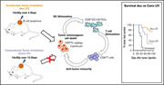Graphical abstract for: Accelerated, but not conventional, radiotherapy of murine B-cell lymphoma induces potent T cell–mediated remissions;