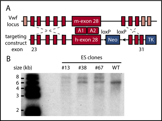 Figure 1. Establishing the VWFh28 knockin mouse strain. (A) E14 mouse ES cells were targeted with the depicted construct, and a total of 380 clones were screened by PCR. (B) Genomic DNA samples of the positive ES clones were digested with restriction enzyme KpnI and confirmed by Southern blot using a probe designed in the 3′ homology arm. The WT allele appears as a 6.2-kb band whereas the targeted allele appears as a 7.8-kb band. TK, thymidine kinase gene.