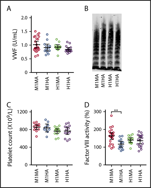 Figure 2. Selected parameters relevant to hemostasis and thrombogenesis in the mouse strains used for this study. (A) Plasma concentration of VWFh28 (M1HA and H1HA) compared with endogenous mouse VWF (M1MA and H1MA) measured by enzyme-linked immunosorbent assay (ELISA) using anti-human VWF polyclonal antibodies. M1MA, n = 23; M1HA, n = 13; H1MA, n = 13; H1HA, n = 15. (B) Multimer analysis of mouse plasma samples showing the presence of full-range multimers in all 4 tested mouse strains. (C) Platelet counts. (D) FVIII activity of mouse plasma serially diluted with human FVIII-deficient plasma and measured in a thrombin generation test initiated by 0.15 pM tissue factor/200 pM FIXa, and CaCl2. Values are percent of normal human reference plasma. All numerical data are shown with mean ± 95% confidence intervals. Statistical analysis performed with one-way analysis of variance (ANOVA) with Tukey’s multiple comparison test (P = .001405) and Kruskal-Wallis nonparametric test followed by Dunn’s multiple comparison test (P = .002574). **P < .01 where indicated; all other comparisons were not significantly different.