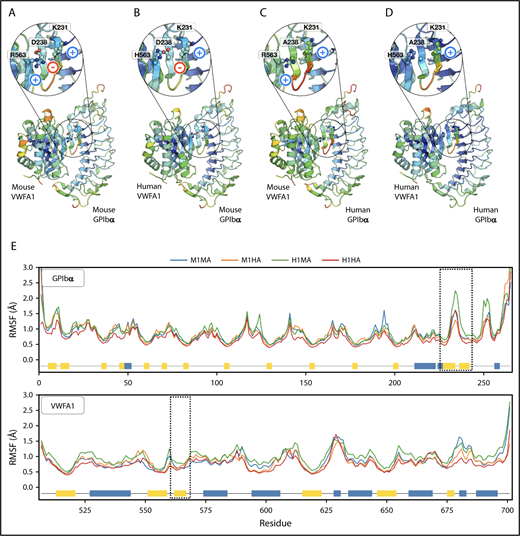 Figure 6. Structural stability analysis from MD simulations. (A-D) Backbone RMSF per residue mapped on the structure of each GPIbα-VWFA1 complex: (A) mouse/mouse (M1MA), (B) mouse/human (M1HA), (C) human/mouse (H1MA), and (D) human/human (H1HA) of GPIbα-VWFA1. Structures were colored according to their RMSF values, with a rainbow spectrum ranging from blue (minimum value, 0.30 Å), to red (maximum value, 2 Å). (E) RMSFs along the protein sequences in the complexes; dashed lines highlight hairpin interface regions; secondary structure features are represented by blue (helices) and yellow (β-sheets) boxes along the sequences.