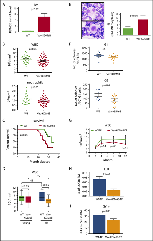 Figure 1. Overexpression of KDM6B in Vav-KDM6B mice led to moderately impaired hematopoiesis and bone marrow dysplasia. (A) Relative mRNA expression levels of human KDM6B in bone marrow (BM) cells of adult Vav-KDM6B (N = 16) and WT (N = 12) mice. (B) Complete blood count results for WBCs and neutrophils of adult Vav-KDM6B mice (N = 46) compared with littermate WT controls (N = 27). (C) Kaplan-Meier survival curves of Vav-KDM6B (N = 24) and WT (N = 18) mice. (D) WBC counts in old (age > 70 weeks) Vav-KDM6B mice (N = 19) and age-matched WT controls (N = 15) compared with young (age 20-30 weeks) mice. (E) Example images of BM cytospin showing megakaryocytic dysplasia and in old Vav-KDM6B mice (N = 6) and age-matched WT controls (N = 4). Scale bars represent 15 μm. (F) Primary (G1) and secondary (G2) plating colony-forming units in serial methylcellulose colony formation assays of lineage-negative, cKit-positive, Sca1-positive (LSK) BM cells isolated from old, age-matched WT (N = 9) and Vav-KDM6B (N = 13) mice. (G) Kinetics of peripheral blood WBC counts in recipient mice transplanted with LSK BM cells of old, age-matched WT (N = 4) and Vav-KDM6B (N = 7) mice. (H-I) Percentages of LSK BM cells and Gr1+ cells in recipient mice transplanted with LSK BM cells of old Vav-KDM6B (N = 7) and age-matched WT (N = 4) mice. All error bars are based on ± SEM.