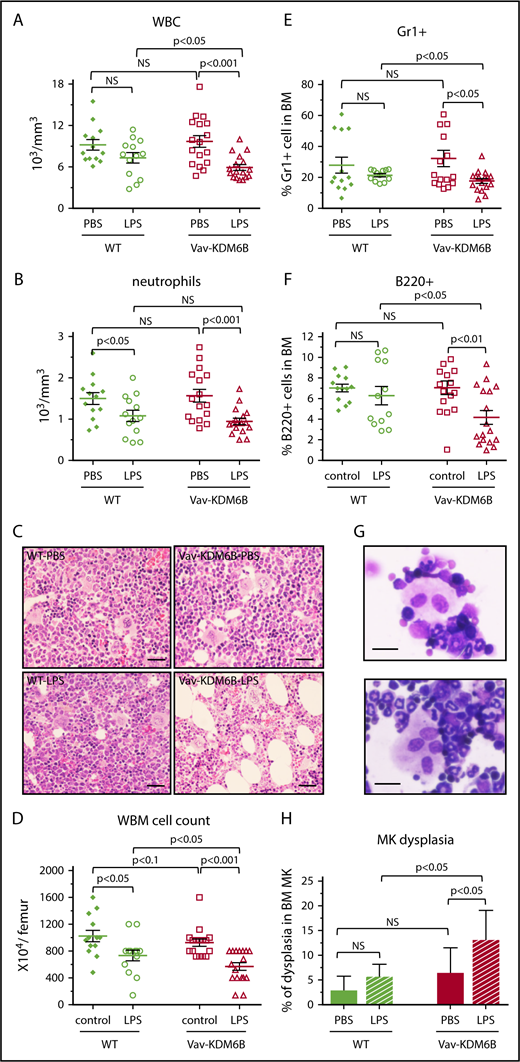 Figure 2. Chronic low-dose LPS stimulation of Vav-KDM6B mice led to a MDS-like hematopoietic phenotype. Results are based on adult Vav-KDM6B mice and WT controls treated with low-dose LPS (6 µg/mouse) or PBS every other day for 6 weeks (LPS: N = 13 Vav-KDM6B, N = 13 WT; PBS: N = 17 Vav-KDM6B, N = 17 WT, unless otherwise noted). All error bars are based on ± SEM. (A-B) Complete blood count results for WBCs and neutrophils. (C) Example images of hematoxylin and eosin-stained BM sections of indicated mice. Scale bars represent 1 mm. (D) Whole BM (WBM) cell counts. (E-F) Percentages of myeloid (Gr1-positive) and lymphoid (B220-positive) cells in the BM of indicated mice. (G-H) Example images and counts of BM cytospin showing megakaryocytic dysplasia in LPS-treated KDM6B mice (LPS: N = 4 Vav-KDM6B, N = 4 WT; PBS: N = 5 Vav-KDM6B, N = 5 WT). Scale bars represent 15 μm.