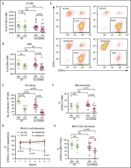 Figure 3. KDM6B overexpression combined with chronic low-dose LPS stimulation led to changes in BM hematopoietic stem and progenitor cells of mice. Results are based on adult Vav-KDM6B mice and wild-type (WT) controls treated with low-dose LPS (6 µg/mouse) or PBS every other day for 6 weeks (LPS: N = 12 Vav-KDM6B, N = 13 WT; PBS: N = 16 Vav-KDM6B, N = 16 WT, unless otherwise noted). All error bars are based on ± SEM. (A-B) Percentage of BM long-term hematopoietic stem cells (LT-HSCs) and common myeloid progenitors (CMP) in indicated mice. (C) G2 colony-forming units in serial methylcellulose colony formation assays using LSK BM cells isolated from donor mice (LPS: N = 13 Vav-KDM6B, N = 13 WT; PBS: N = 17 Vav-KDM6B, N = 17 WT). (D) Kinetics of peripheral blood myeloid (Gr1-positive) cell chimerism based on CD45.2 percentage in recipient mice (LPS: N = 8 Vav-KDM6B, N = 9 WT; PBS: N = 11 Vav-KDM6B, N = 12 WT). (E) Representative flow cytometry plots for CD45.2 cells from the peripheral blood of recipient mice 3 months after competitive transplantation by donor BM cells. (F-G) Cell chimerism in BM total cell and LT-HSC populations based on CD45.2 percentage in recipient mice 6 months after competitive transplantation (LPS: N = 8 Vav-KDM6B, N = 9 WT; PBS: N = 11 Vav-KDM6B, N = 12 WT)