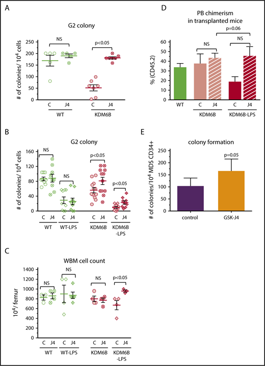 Figure 6. The KDM6B inhibitor GSK-J4 in mouse and human samples improved hematopoiesis. (A) Effect of GSK-J4 (0.5 µM) on bone marrow (BM) repopulation capacity, based on G2 colony-forming units in serial methylcellulose colony formation assays using BM LSKs isolated from old, age-matched mice (aged >70 weeks; WT mice: N = 5 treated with control, N = 5 treated with GSK-J4; Vav-KDM6B mice: N = 7 treated with control, N = 7 treated with GSK-J4). (B) Effect of GSK-J4 (0.5 µM) treated and LPS on BM repopulation capacity, based on G2 colony-forming units in serial methylcellulose colony formation assays using LSK BM cells isolated from old, age-matched mice (WT mice: N = 9 control, N = 8 GSK-J4 only, N = 9 LPS only, N = 9 LPS plus GSK-J4; Vav-KDM6B mice: N = 13 control, N = 13 GSK-J4 only, N = 10 LPS only, N = 10 LPS plus GSK-J4). (C-D) Effects of GSK-J4 (160 µg/week for 4 weeks) on whole BM cell counts of WT mice and on PB chimerism in recipient mice (WT mice: N = 3 control, 4 GSK-J4 only, N = 4 LPS only, N = 5 LPS plus GSK-J4; Vav-KDM6B mice: N = 4 control, N = 4 GSK-J4 only, N = 4 LPS only, N = 3 LPS plus GSK-J4). (E) Effect of GSK-J4 (0.5 µM) on hematopoiesis in low-risk MDS, based on colony-forming units in methylcellulose colony formation assays using primary MDS BM CD34-positive cells isolated from patients with untreated low-risk MDS (N = 11). All error bars are based on ± SEM.