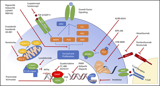 Figure 1. Molecular targets and therapeutics in MDS. The heterogeneity of molecular abnormalities extant within the MDS spectrum of disorders, involving a variety of somatically mutated genes and biologic functions, is demonstrated along with therapeutic agents in clinical trials focused on targeting these lesions.