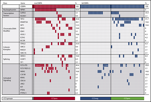 Figure 2. Frequency of genetic alterations organized by categories of related genes and genetic groups. The heatmap includes all genes that were mutated in either the moCEBPA (red) or biCEBPA (dark blue) subgroup. biCEBPA patient samples were further separated in 2 biological groups: CCSneg (blue) and CCSpos (green). Patients with a signal ratio of FLT3-ITD ≥0.5 are marked with an asterisk.