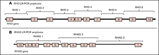 TheRHD andRHAG genes amplified in overlapping LR-PCR amplicons. (A) Six overlapping RHD LR-PCR amplicons. (B) Three overlapping RHAG LR-PCR amplicons.
