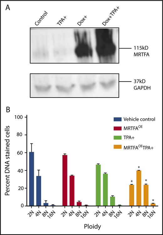 Figure 1. MRTFAOE in HEL cells increases ploidy. (A) Western blot shows Dox-inducible MRTFAOE. Cells were either left untreated (control) or induced for 24 hours with 15 nM TPA, 10 ng/mL Dox, or both Dox and TPA. Glyceraldehyde-3-phosphate dehydrogenase (GAPDH) was used as a loading control. (B) Same cells have significantly higher 8N and 16N ploidy states when treated with Dox and TPA for 4 days (n = 3). Asterisks represent significant differences (P ≤ .001) from TPA-induced cells with no Dox.