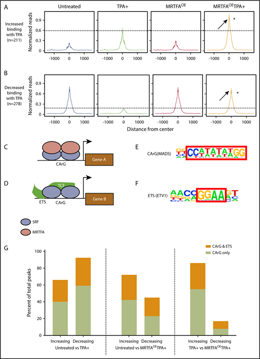 Figure 2. MRTFAOE leads to retention of SRF binding at CArG sites. Metaprofiles of binding sites for all treatment groups for peaks that increase (A; 211 peaks) or decrease (B; 278 peaks) when HEL cells are treated with TPA. Reads were normalized to per kilobase per million mapped reads. Average intensity of SRF binding was calculated from the center of each peak in a ±1500-bp window. Visually, the confidence interval is represented by a ribbon, which includes 95% of the sampled values. In both panels A and B, SRF binding in the MRTFAOETPA+ group is higher than in the TPA+ group, suggesting increased SRF binding to chromatin in the presence of excess MRTFA. *P ≤ 10−8 vs TPA+. (C) Schematic representing the current understanding of the SRF/MRTFA regulatory axis based on studies in fibroblasts. MRTFA dimers bind to SRF dimers, which are positioned at a CArG site in the serum response element, to activate expression of downstream genes. (D) In the SRF/TCF regulatory axis, TCF binds to SRF dimers positioned at a CArG site as well as an upstream ETS motif to activate gene expression. (E-F) CArG and ETS motifs used to query SRF binding sites with HOMER (hypergeometric optimization of motif enrichment). (G) Percentages of SRF binding sites in HEL cells with CArG motifs or cooccurring CArG and ETS motifs that either increase or decrease between 3 different comparison groups. MRTFAOE augments SRF recruitment and abrogates loss of SRF from CArG motifs.