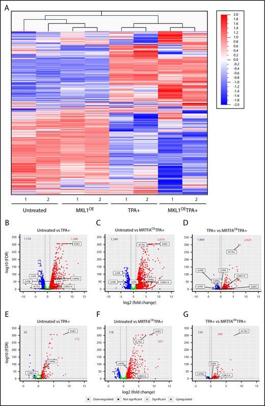 Figure 3. RNA expression and integrated analyses. (A) Heat map for unsupervised hierarchical clustering of all 13 506 genes expressed at least once in 1 of the 8 samples. Untreated and TPA-treated HEL cells clustered together, as expected. Changes in gene expression between the untreated and MRTFAOE cells are also apparent. (B-D) Volcano plots showing significantly upregulated (red) and downregulated (blue) genes for each of the comparison groups. Several significant genes are labeled on each plot. Bold numbers at the top of each plot represent the number of genes upregulated and downregulated. The dotted vertical lines represent thresholds of twofold change (log2 = 1) in panel B and 20% in panel D. The false discovery rate (FDR) thresholds were set at ≤0.05, represented by the dotted horizontal lines. Green dots represent genes that reached statistical significance but changed by less than twofold (B-C) and <20% (D). (E-G) Volcano plots representing the expression of genes that have an associated SRF peak with labeling as in panels B-D.