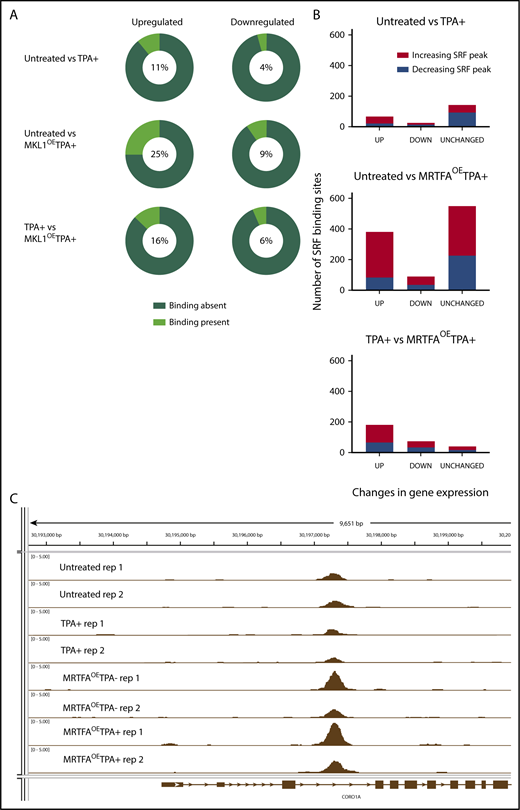 Figure 4. MRTFAOE enhances associations between SRF binding and genes with altered expression. (A) Pie charts illustrating the relationship between dynamic gene expression and SRF binding of those genes. The percentage of genes that have at least 1 associated SRF binding site is shown in the middle of each pie chart and is indicated by the light green wedge. MRTFAOE during megakaryopoiesis increases the probability of SRF binding close to genes that are upregulated by TPA and MRTFAOE. (B) Changes in SRF binding among genes that are upregulated, downregulated, or unchanged for each comparison. MRTFAOE increases not only the number of upregulated genes, but also the SRF binding to these genes during maturation. (C) Integrative Genome Viewer screenshot of SRF binding proximal to the CORO1A locus. MRTFAOE in HEL cells increases the recruitment of SRF. Replicates of each group are shown. All tracks are normalized in bigwig format.